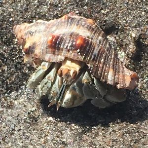 Meet your Posher, Cecilia/🚭 and Pets Free